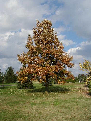 Swamp White Oak- 25 seedling bundle