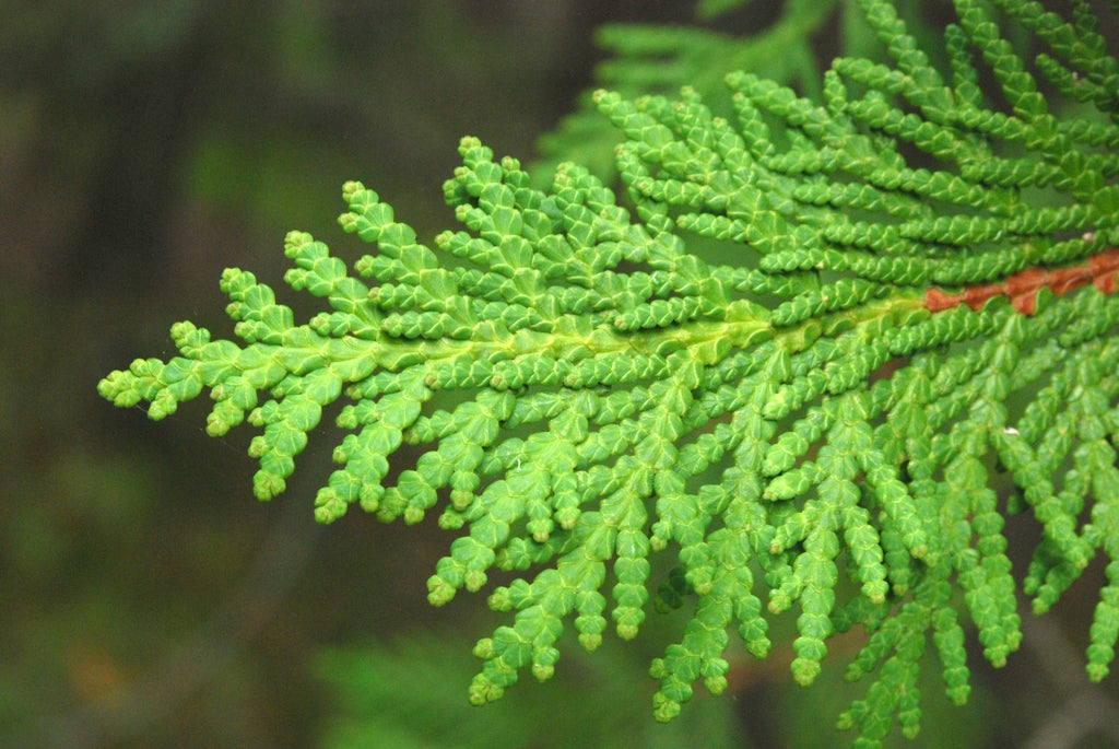 American Arborvitae- 25 seedling bundle