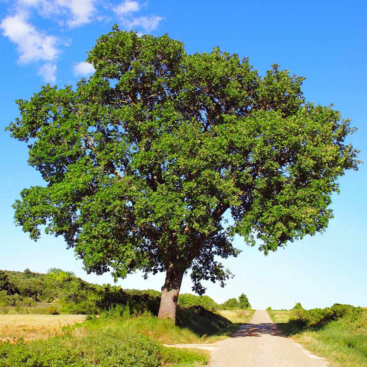 White Oak- 25 seedling bundle