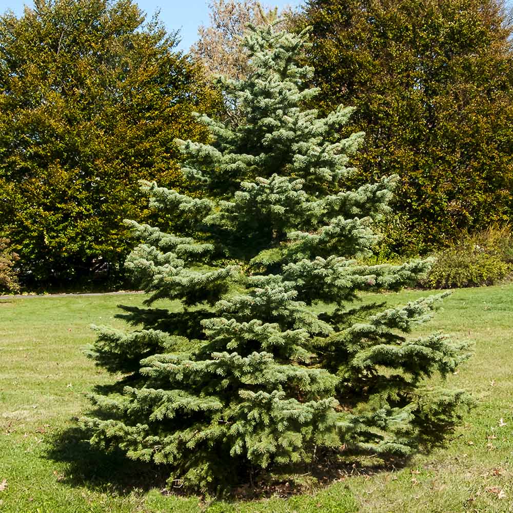 White Spruce- 25 seedling bundle