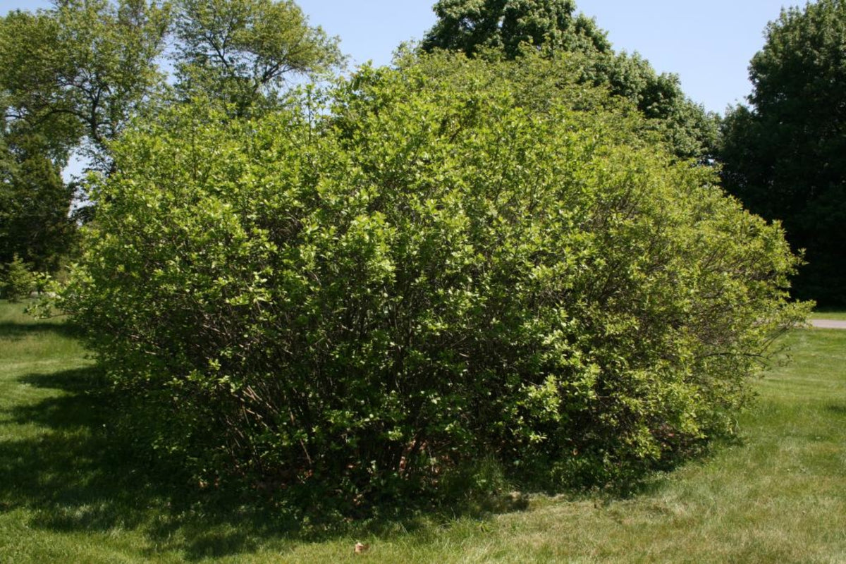 Winterberry in Spring