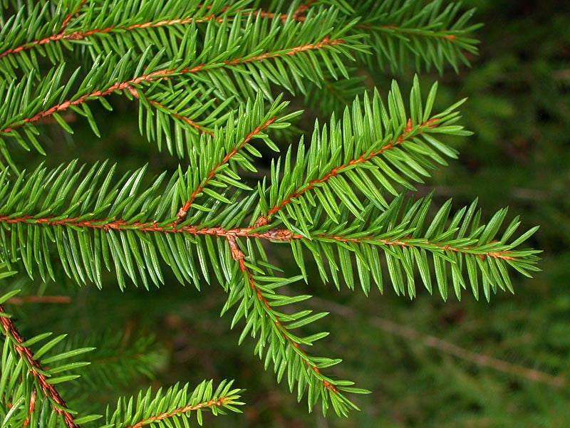 Norway Spruce- 25 seedling bundle