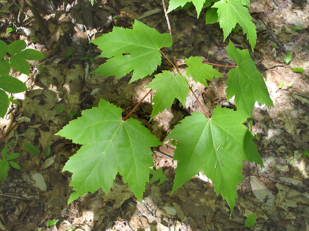 Red Maple-25 seedling bundle