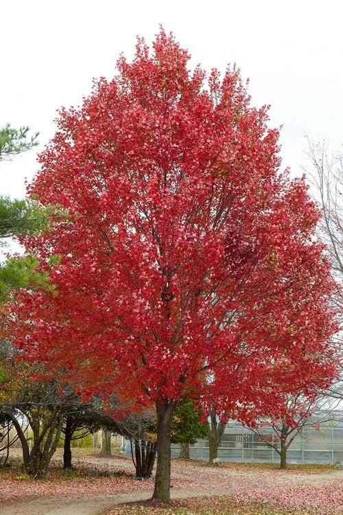 Red Maple-25 seedling bundle