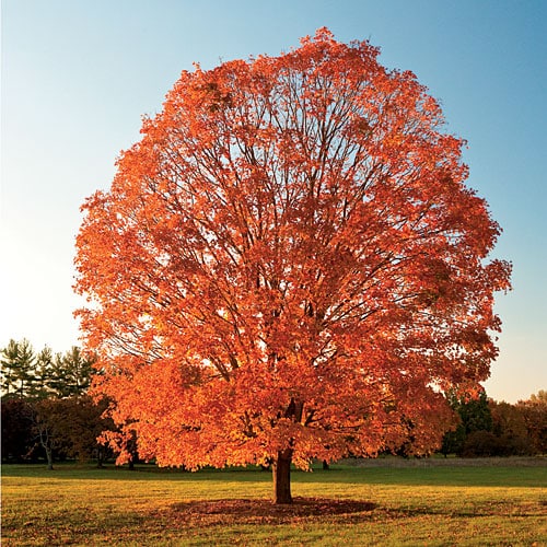 Sugar Maple- 25 seedling bundle