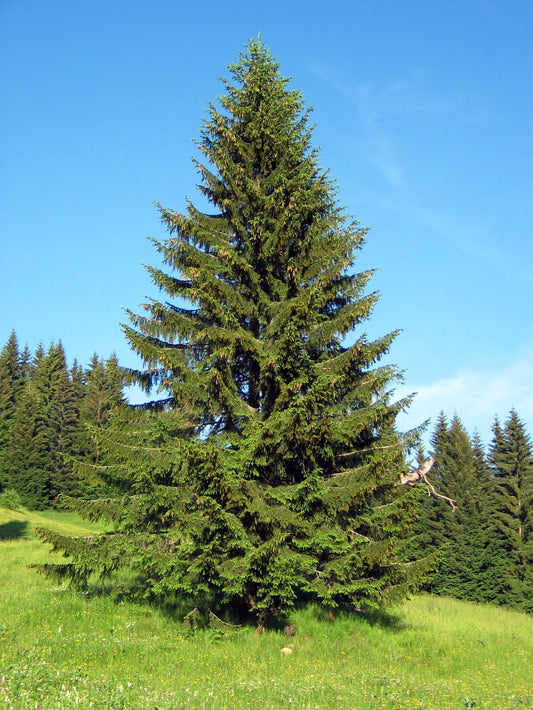 Norway Spruce- 25 seedling bundle