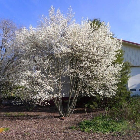 Allegheny Serviceberry- 25 seedling bundle