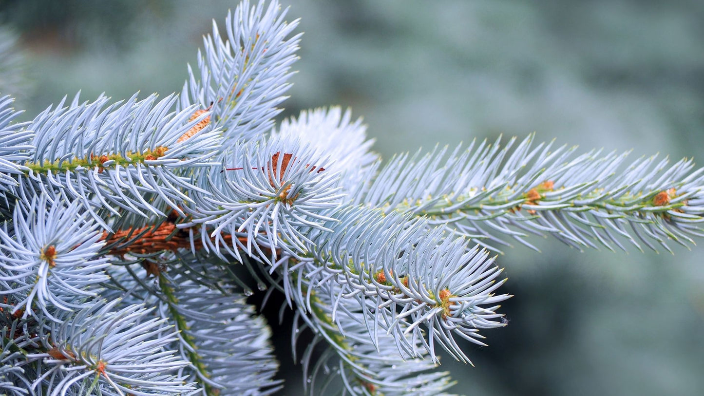 Colorado Blue Spruce- 25 seedling bundle