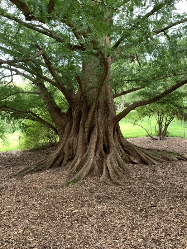 Dawn Redwood- 25 seedling bundle