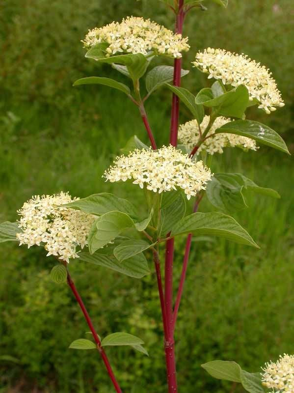 Red-Osier Dogwood- 25 seedling bundle