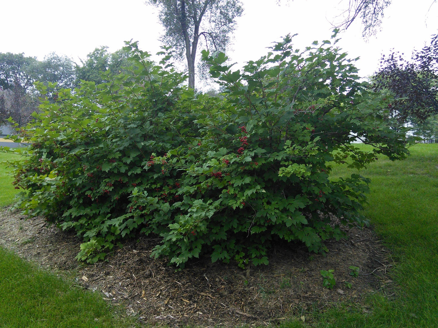 Highbush Cranberry- 25 seedling bundle