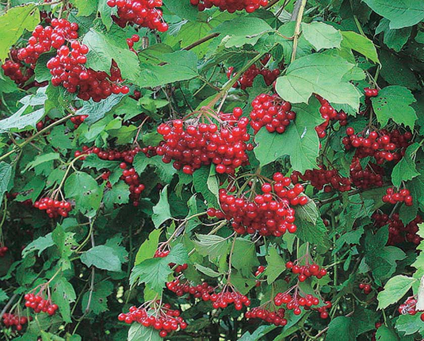 Highbush Cranberry- 25 seedling bundle