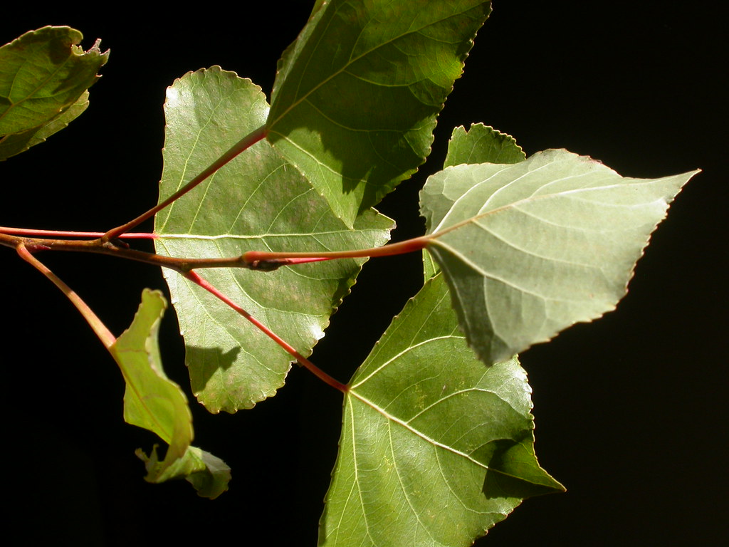 Hybrid Poplar- 25 seedling bundle