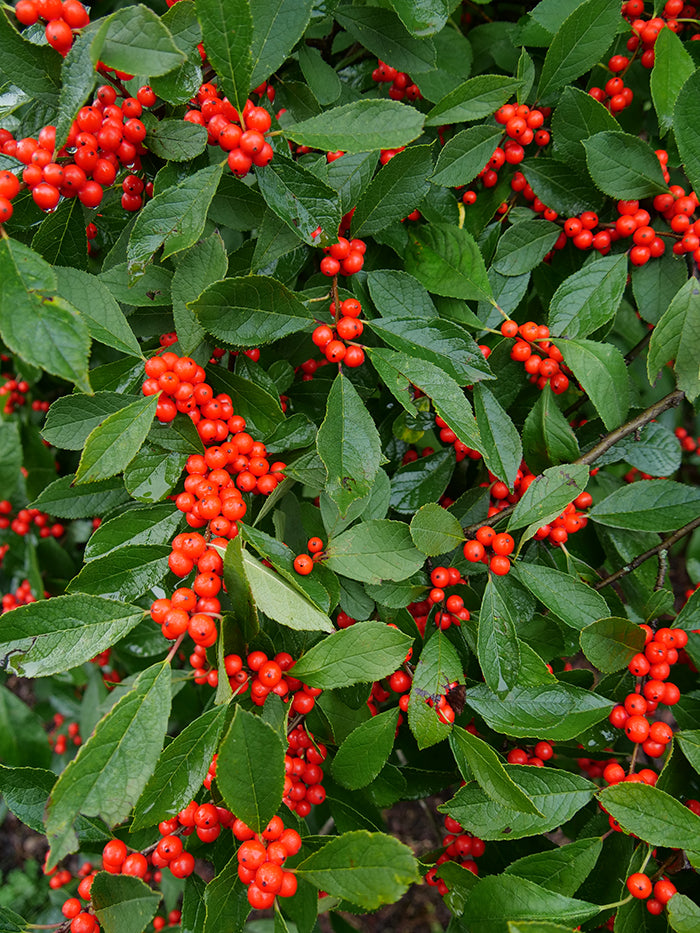 Berries