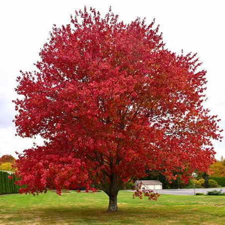 Red Maple- 25 seedling bundle