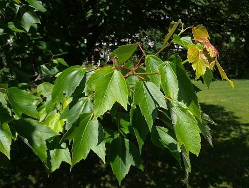 Red Maple- 25 seedling bundle