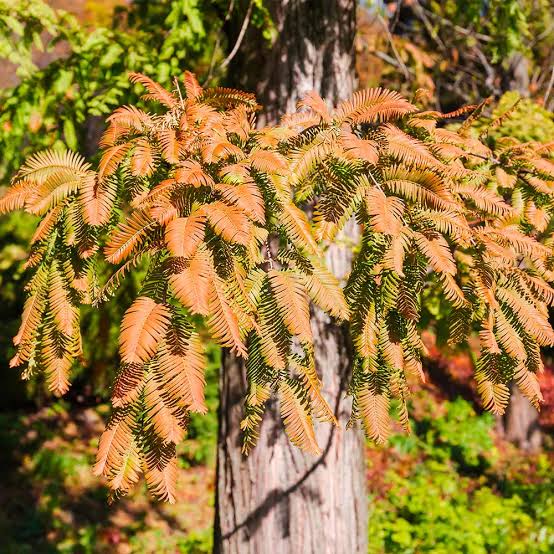 Dawn Redwood- 25 seedling bundle