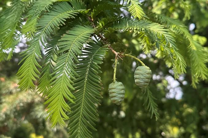 Dawn Redwood- 25 seedling bundle