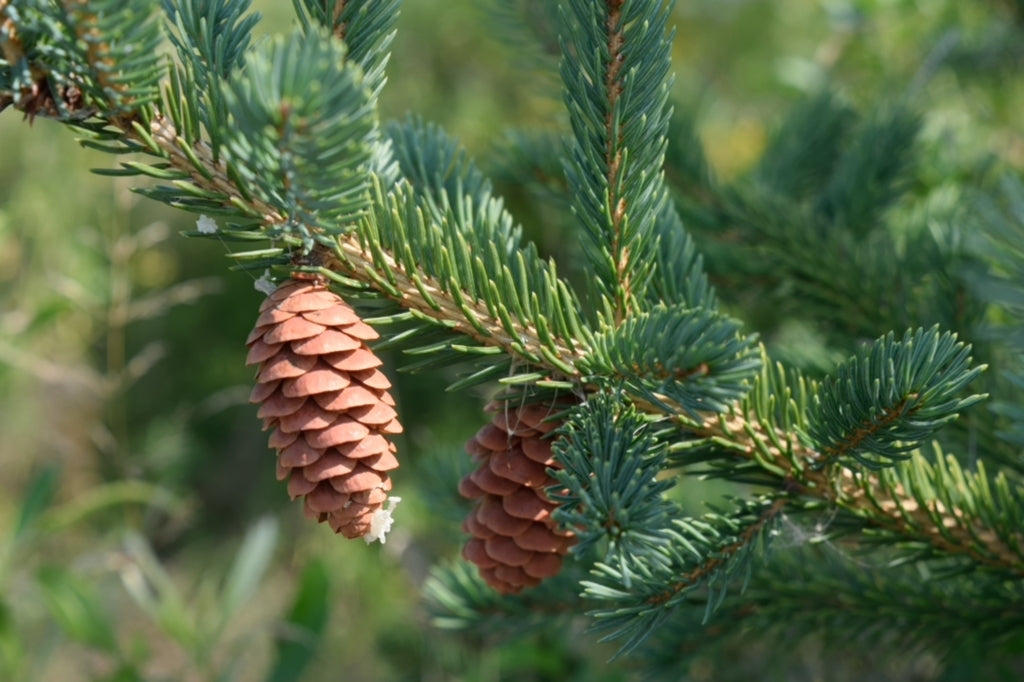 White Spruce- 25 seedling bundle