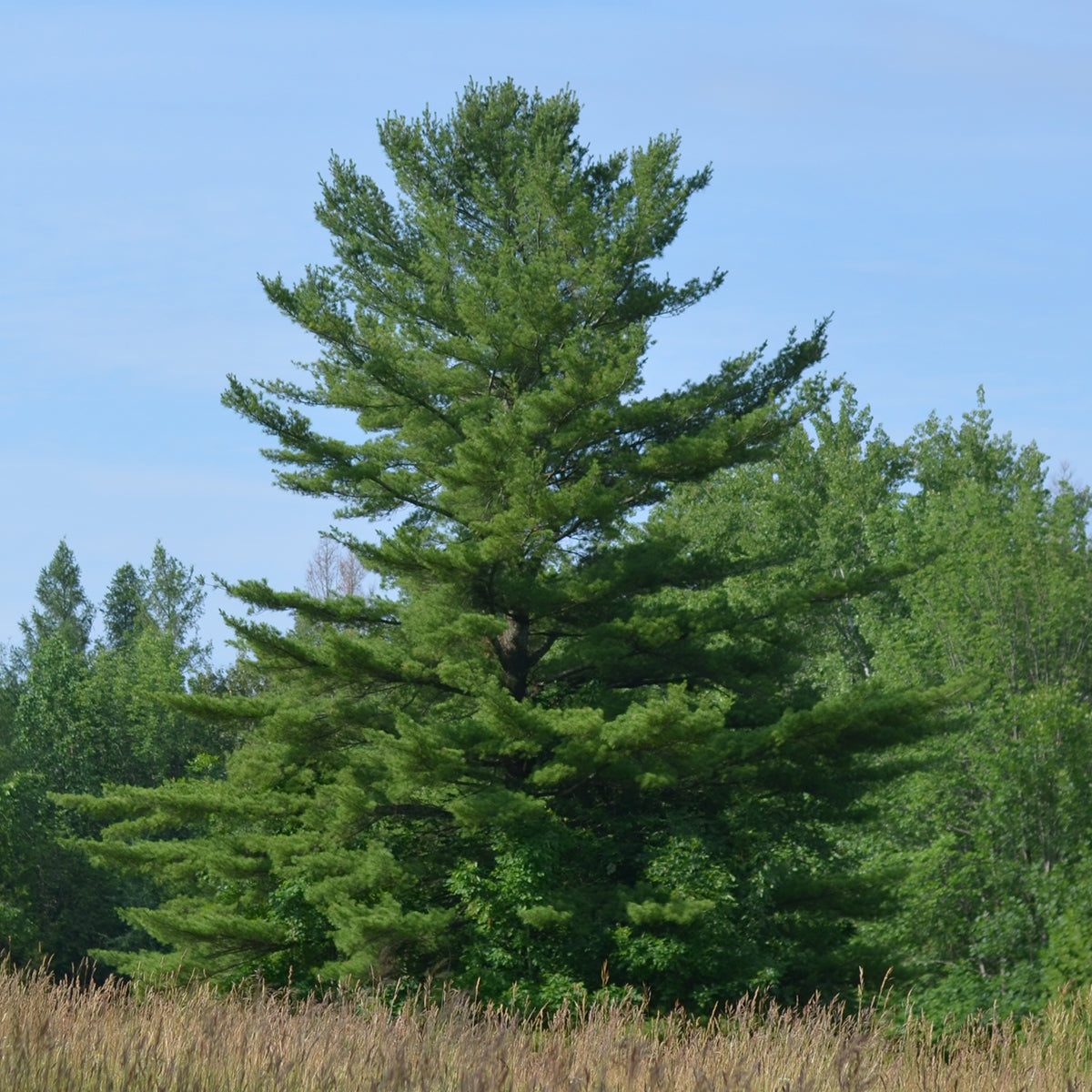 Eastern White Pine- 25 seedling bundle