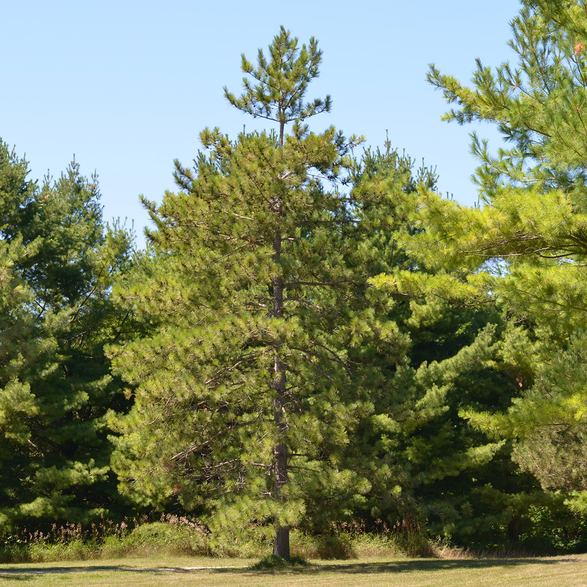 Red Pine- 25 seedling bundle