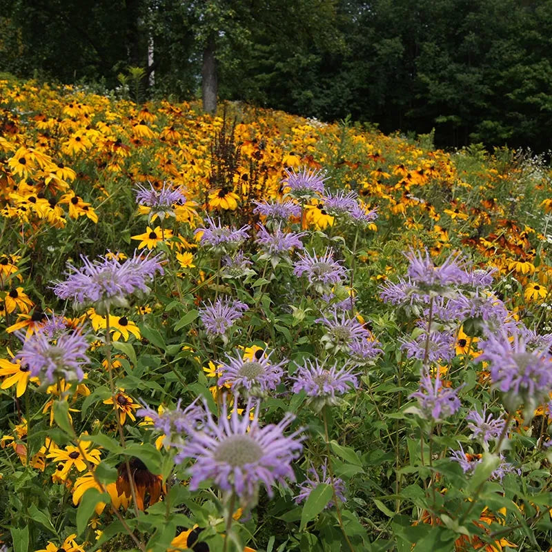 Native Wildflower Seed Mix (2.0 oz. bag) Covers 1000 Sq. Ft.