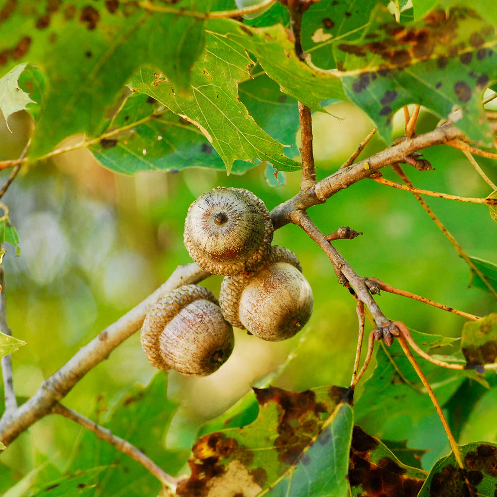 Northern Red Oak- 25 seedling bundle