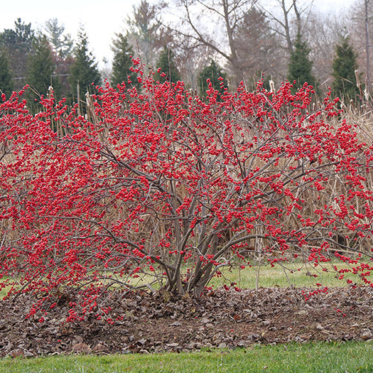Winterberry in winter