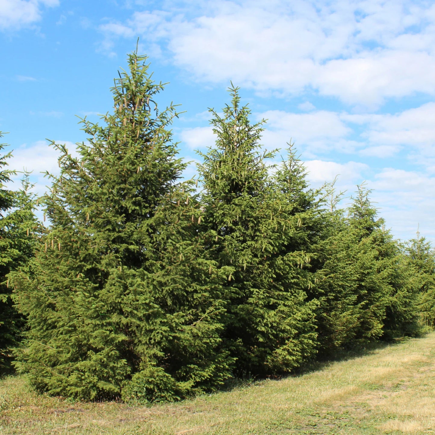 Norway Spruce- 25 seedling bundle