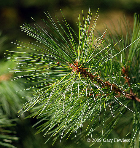 Eastern White Pine- 25 seedling bundle