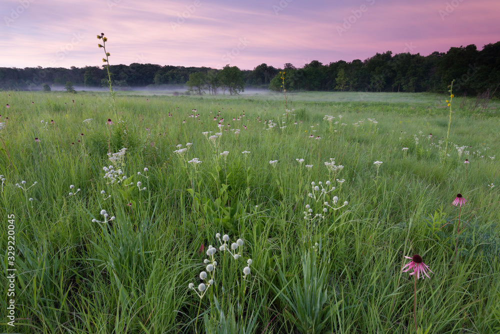 Native Prairie Seed Mix (6.3 pound bag) Covers 1 acre