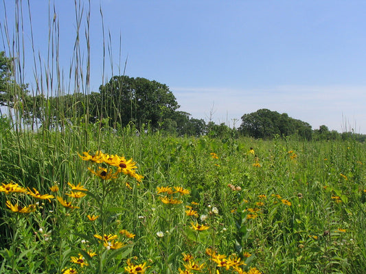 Native Prairie Seed Mix (6.3 pound bag) Covers 1 acre