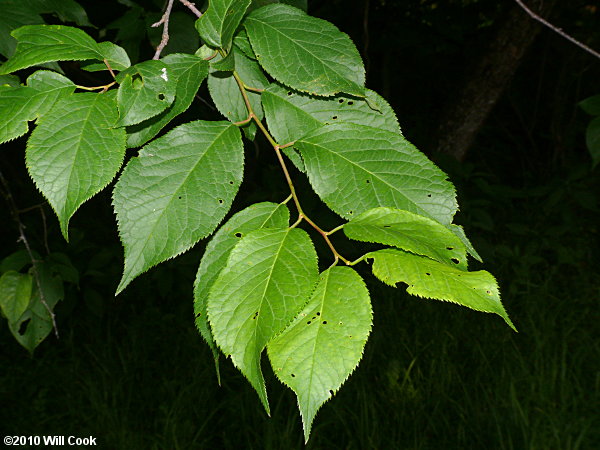 American Plum- 25 seedling bundle