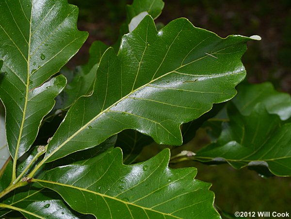 Swamp White Oak- 25 seedling bundle