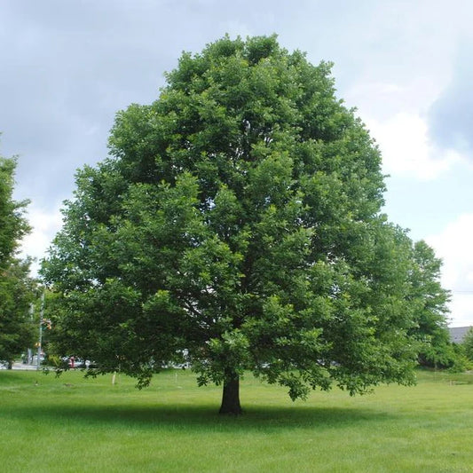 Swamp White Oak- 25 seedling bundle