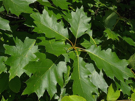 Northern Red Oak- 25 seedling bundle