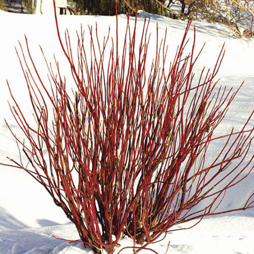 Red-Osier Dogwood- 25 seedling bundle