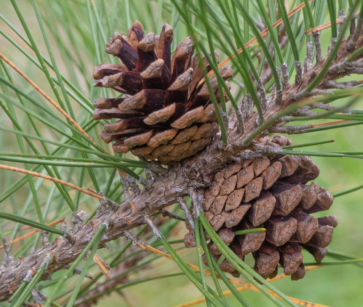 Red Pine- 25 seedling bundle