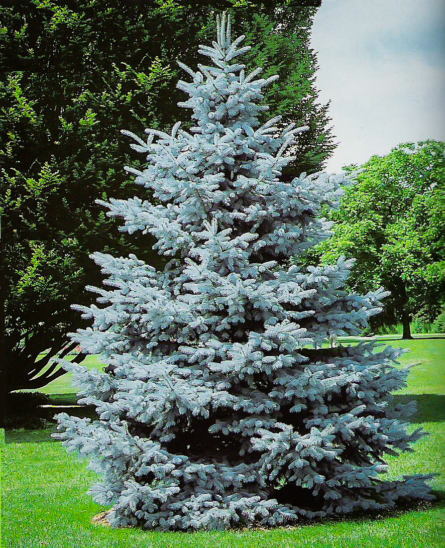 Colorado Blue Spruce- 25 seedling bundle