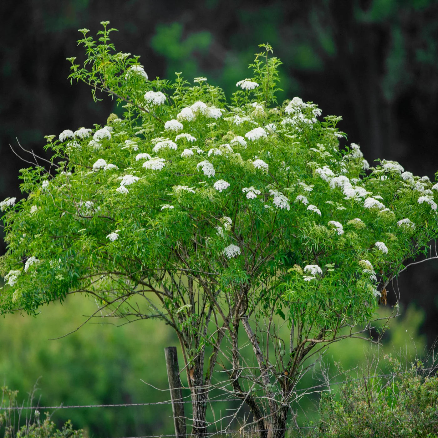 Common Elderberry- 25 seedling bundle