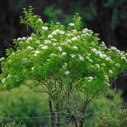 Common Elderberry- 25 seedling bundle
