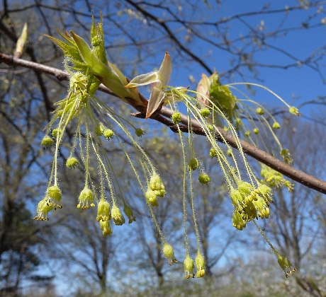 Sugar Maple- 25 seedling bundle