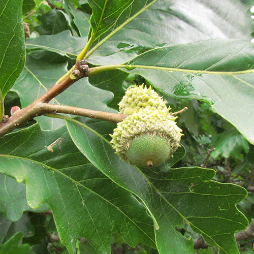 Swamp White Oak- 25 seedling bundle