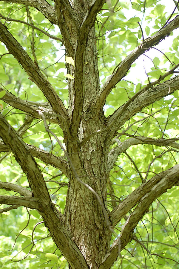 Swamp White Oak- 25 seedling bundle