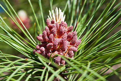 Red Pine- 25 seedling bundle