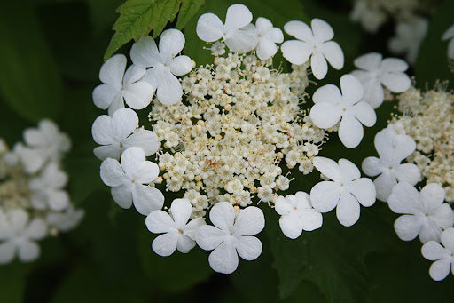 Highbush Cranberry- 25 seedling bundle