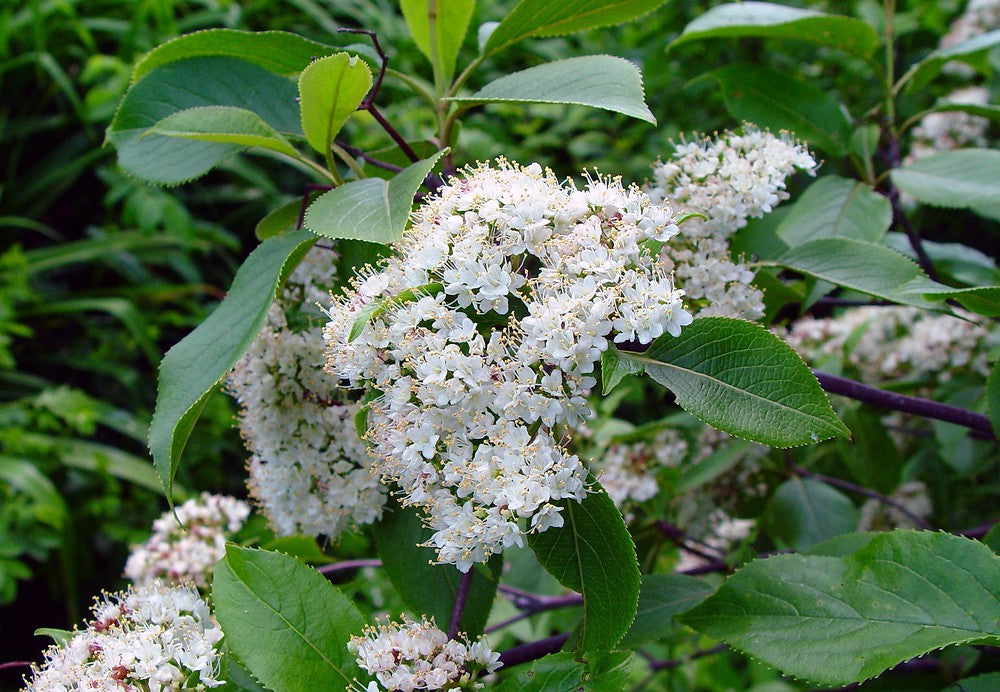 Nannyberry- 25 seedling bundle