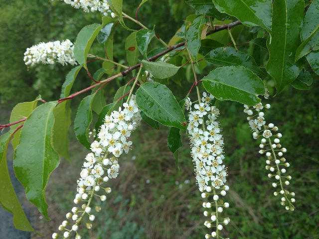 Black Cherry- 25 seedling bundle