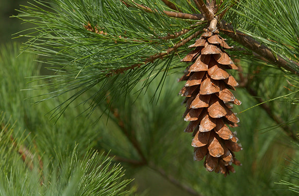 Eastern White Pine- 25 seedling bundle