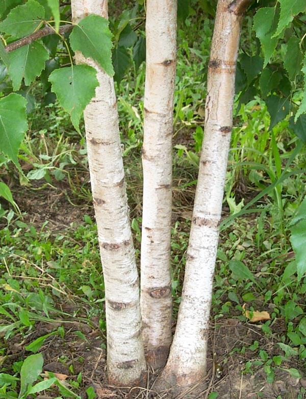 Whitespire Birch- 25 seedling bundle